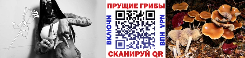 MEGA ссылки Слободской Галлюциногенные грибы Cubensis хочу наркоту